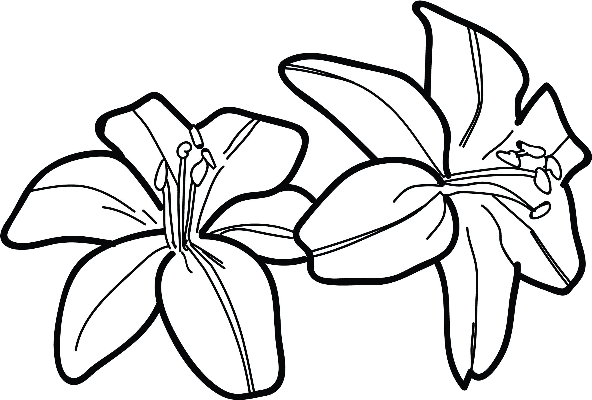 Tiger Lily Flower Drawing Water Lilies Tattoos Designs - Draw A Tiger Lily - Free Transparent PNG Clipart Images Download. - Transparent PNG Free Download | PNGio