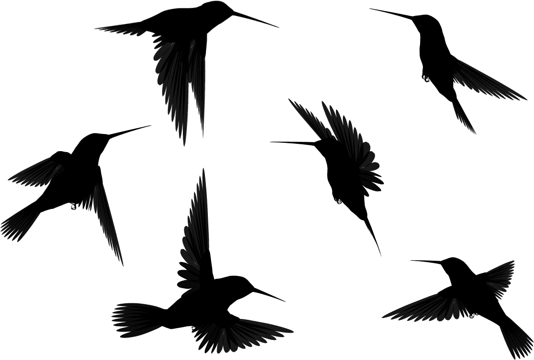 Appealing Flying Bird Silhouette Tattoo Ideas - Birds Flying Hd Black - Free Transparent PNG Clipart Images Download. - Transparent PNG Free Download | PNGio