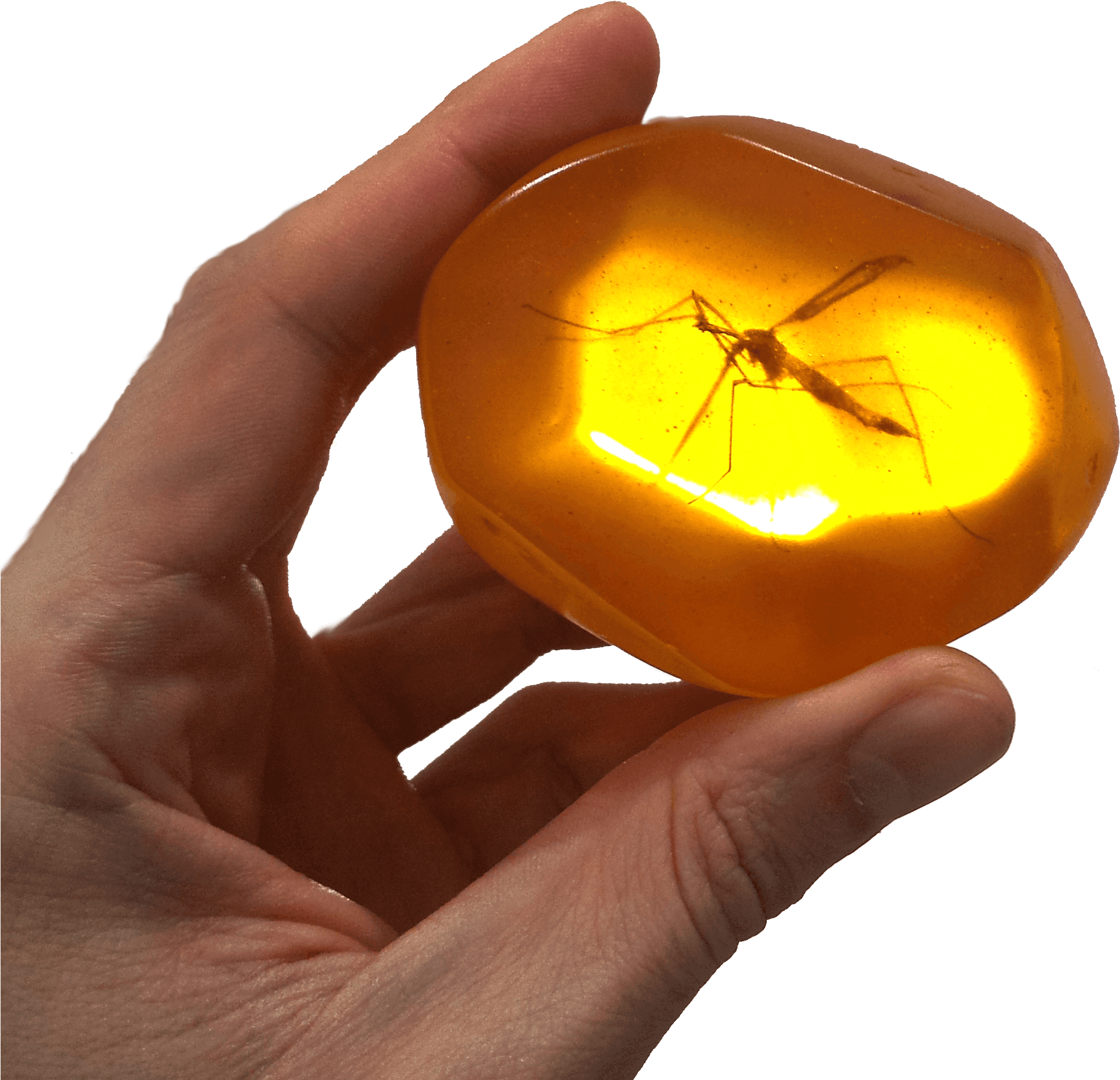 Amber Fx Tattoo Download - Mosquito Trapped In Amber - Free Transparent PNG Clipart Images Download. - Transparent PNG Free Download | PNGio