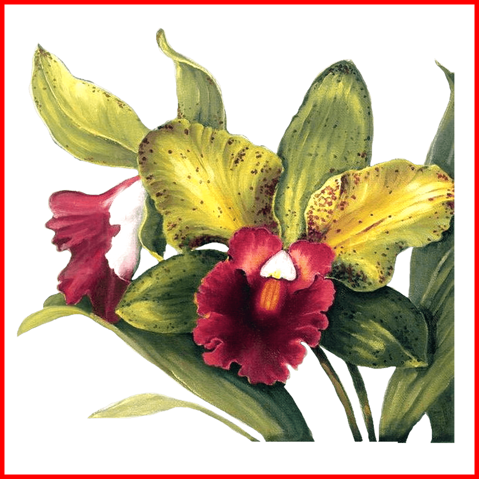 Orchid Tattoo Orchid Cattleya Trianae Tattoo Shocking - Lisa Audit - Full Orchid Duo I No Longer In Print - - Free Transparent PNG Clipart Images Download. - Transparent PNG Free Download | PNGio