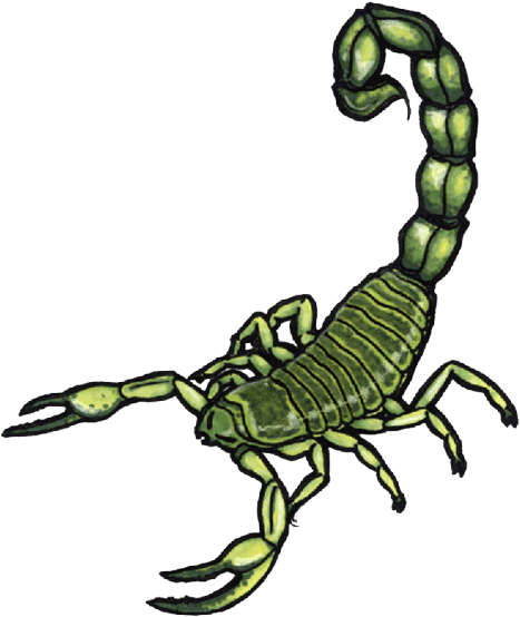 Scorpion Tattoos Clipart Tail - Scorpion - Free Transparent PNG Clipart Images Download. - Transparent PNG Free Download | PNGio
