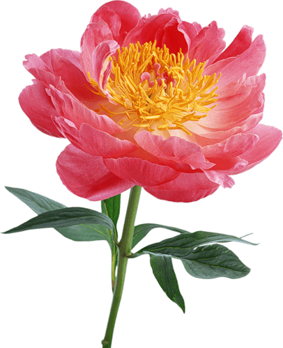 Explore Peony Drawing, Tattoo Flowers, And More - Flowers - Free Transparent PNG Clipart Images Download. - Transparent PNG Free Download | PNGio
