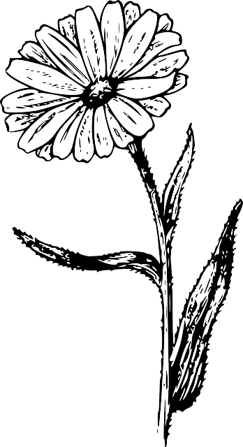 Drawing, Flower, Plant, Garden, Nature, Tattoo - Calendula Vintage Look 6 X Ceramic Tile Backsplash - Free Transparent PNG Clipart Images Download. - Transparent PNG Free Download | PNGio