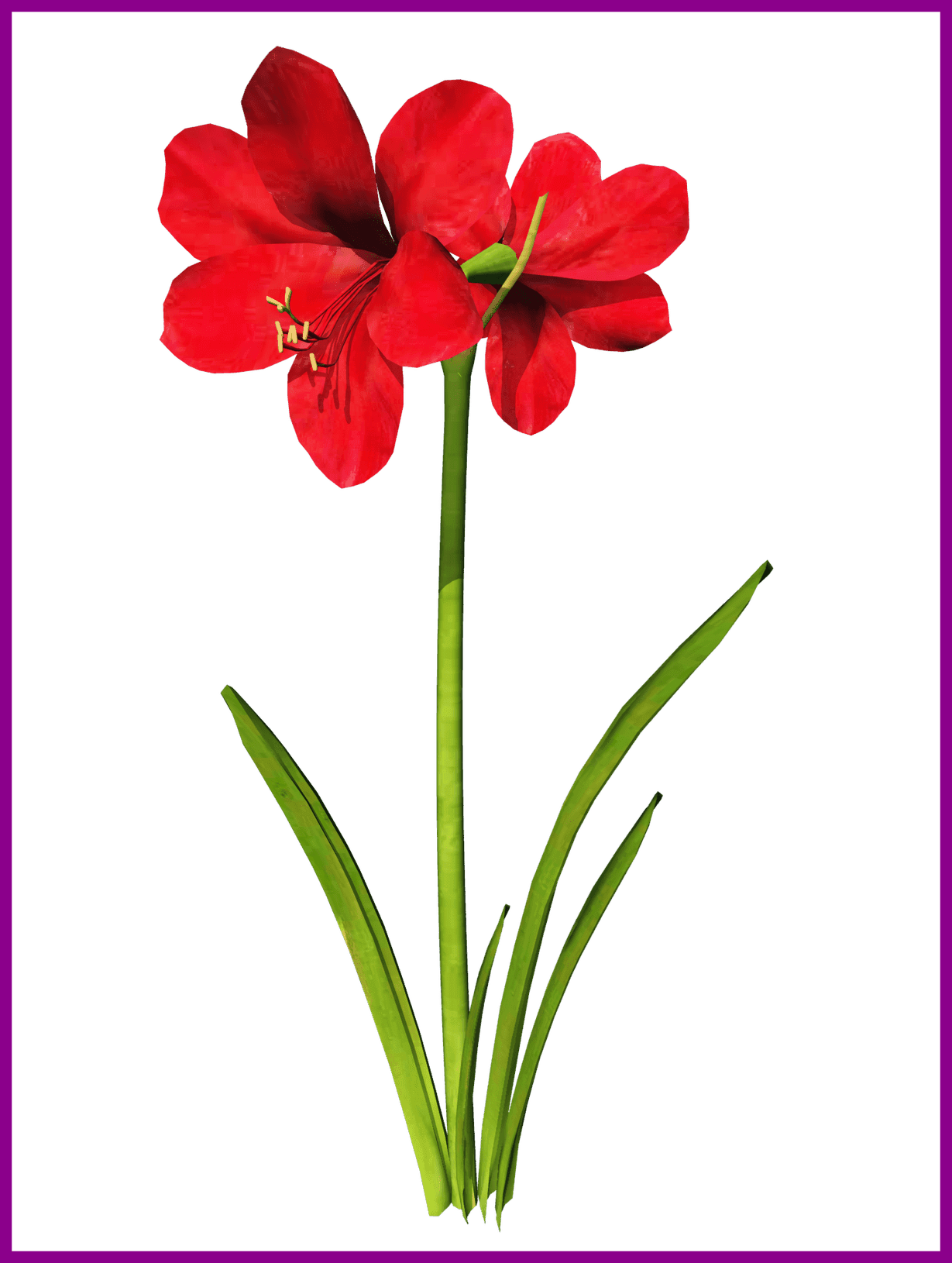 Awesome Amaryllis Flower Tattoo Clip Art Pic For Vector - Amaryllis Clip Art - Free Transparent PNG Clipart Images Download. - Transparent PNG Free Download | PNGio