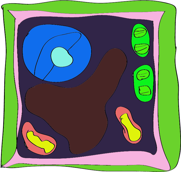 Plant Cell Diagram For Kids Animal With Tattoo Page - Plant Cell Rangoli - Free Transparent PNG Clipart Images Download. - Transparent PNG Free Download | PNGio