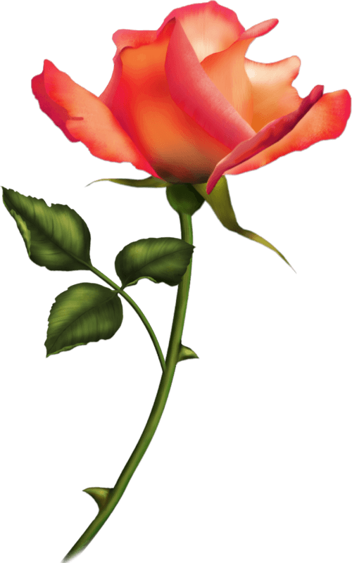 Tattoo Ideas - Romantische Rosen-karte 03 Grußkarte - Free Transparent PNG Clipart Images Download. - Transparent PNG Free Download | PNGio