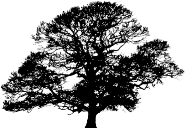 Image Result For Red Maple Tree Silhouette Tattoo - Reach For The Stars - Free Transparent PNG Clipart Images Download. - Transparent PNG Free Download | PNGio