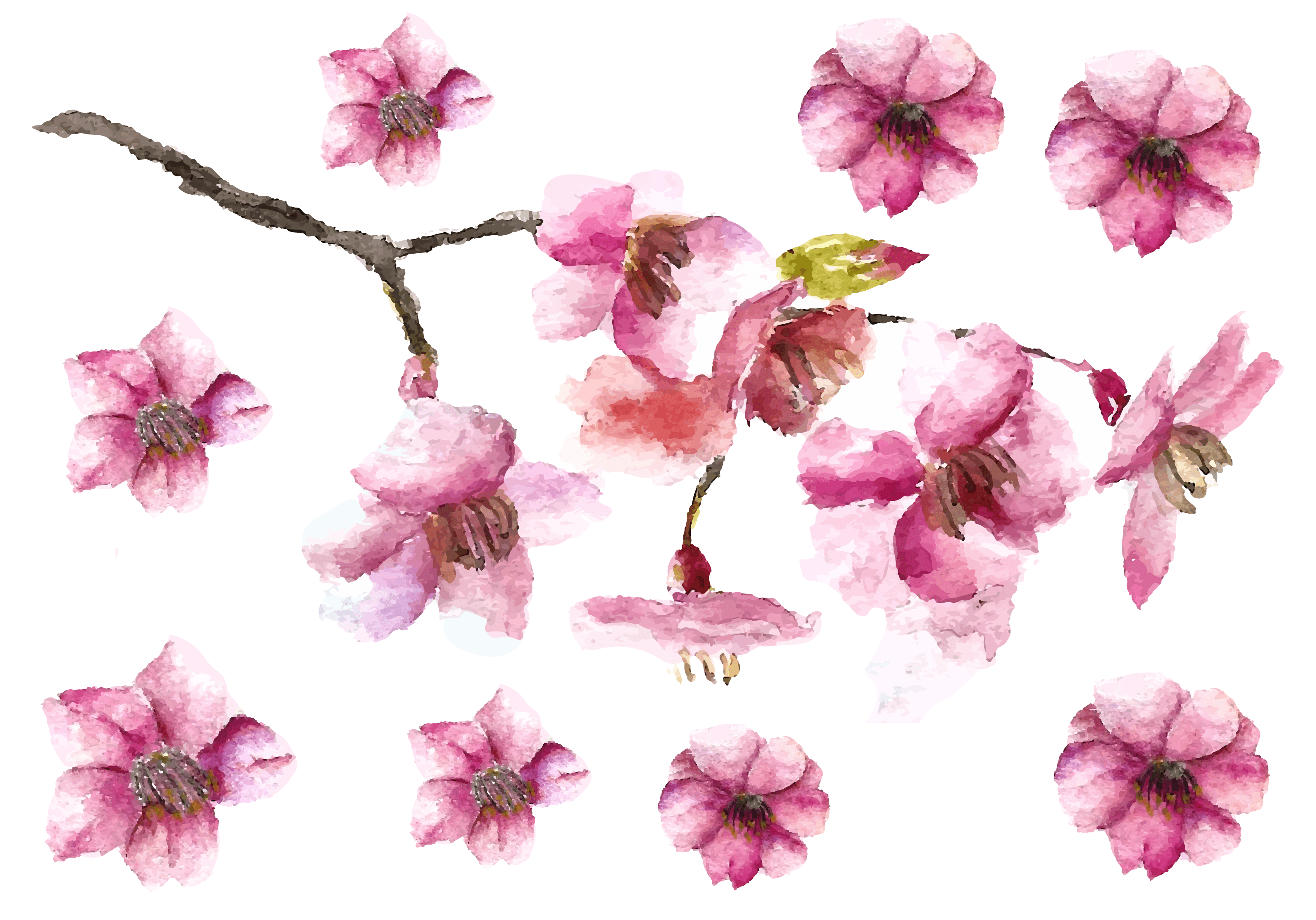Cherry Blossom Petals And Branch Fake Tattoo, Cherry - Cherry Blossom Easy Drawing - Free Transparent PNG Clipart Images Download. - Transparent PNG Free Download | PNGio