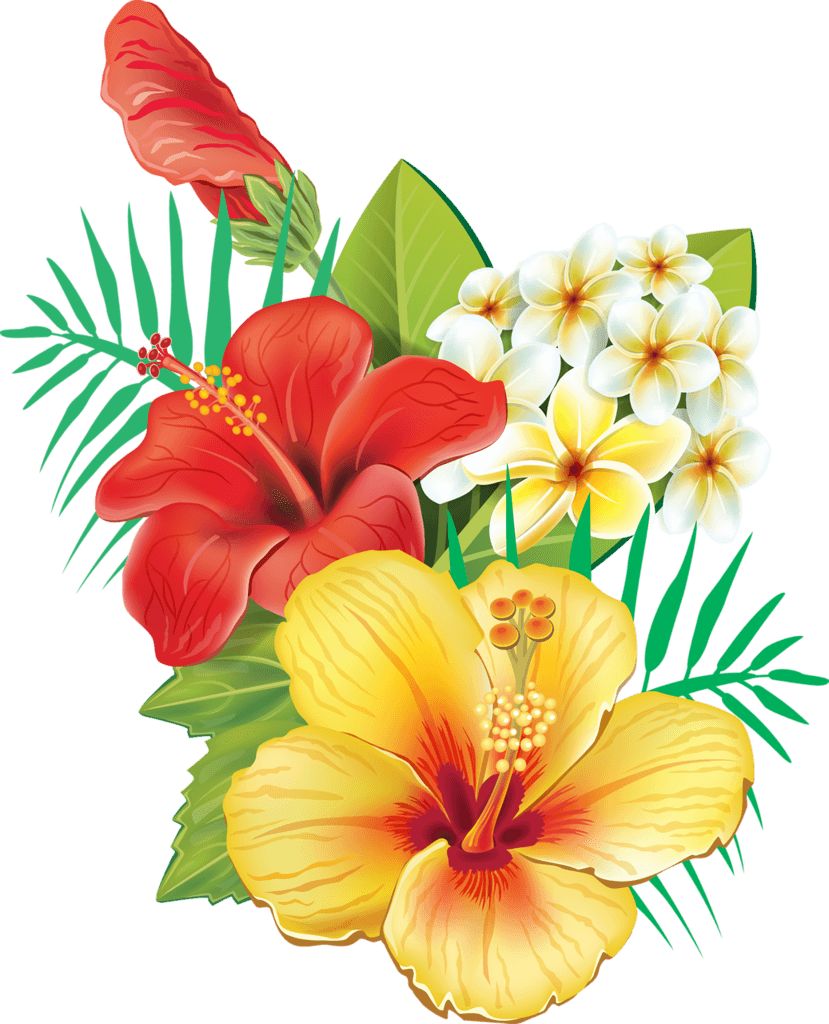 Tropical Hawaiian Flowers, Hibiscus Flowers, Tropical - Tropical Hawaiian Flowers, Hibiscus Flowers, Tropical - Free Transparent PNG Clipart Images Download. - Transparent PNG Free Download | PNGio