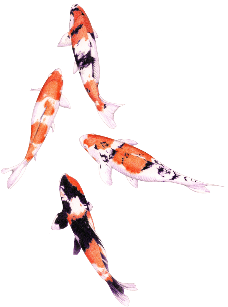 Koi Fish Png Graphic Royalty Free Stock, Transparent - Transparent PNG Free Download | PNGio