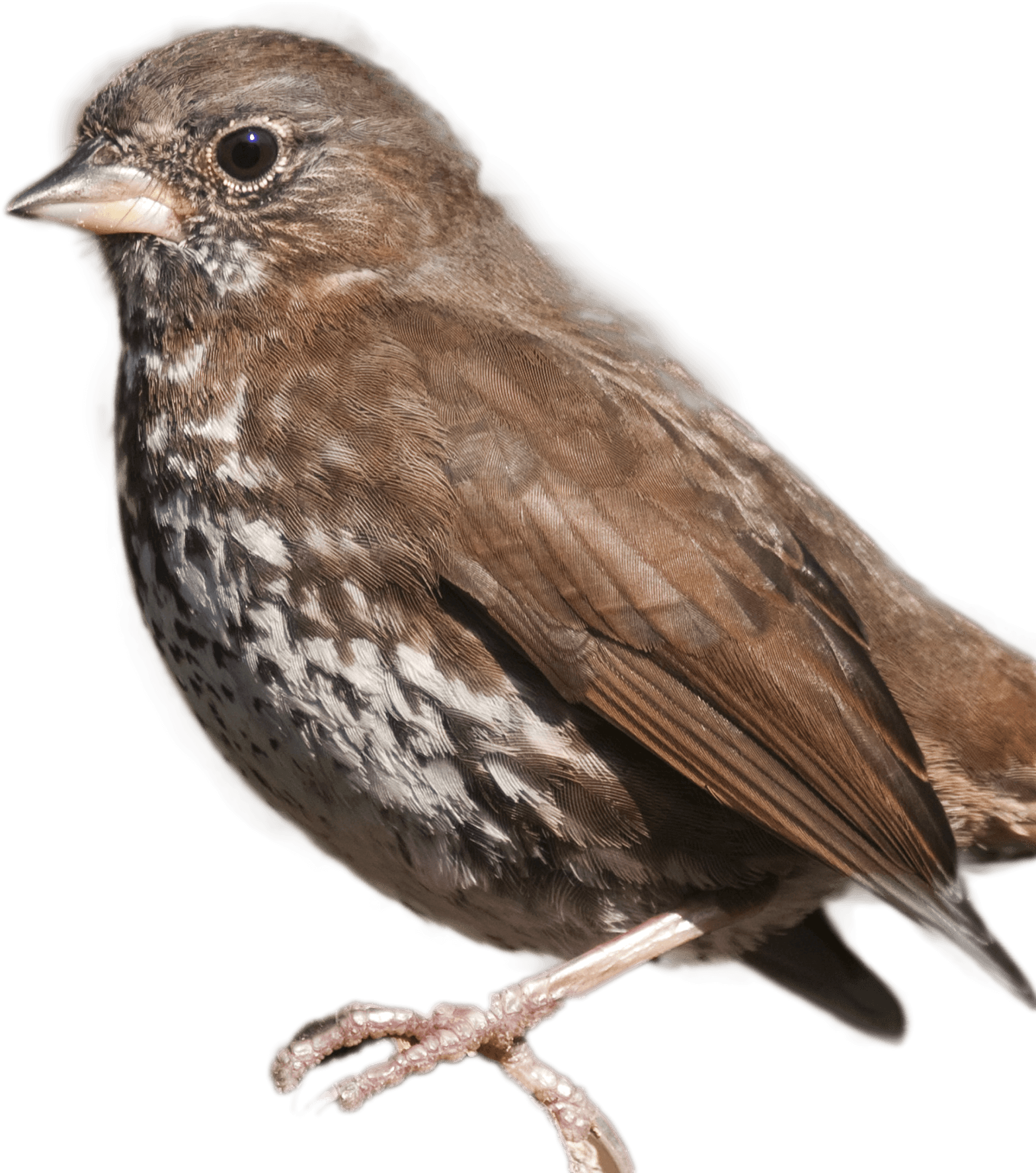 Fox Sparrow Song Sparrow, HD Png Download - Transparent PNG Free Download | PNGio