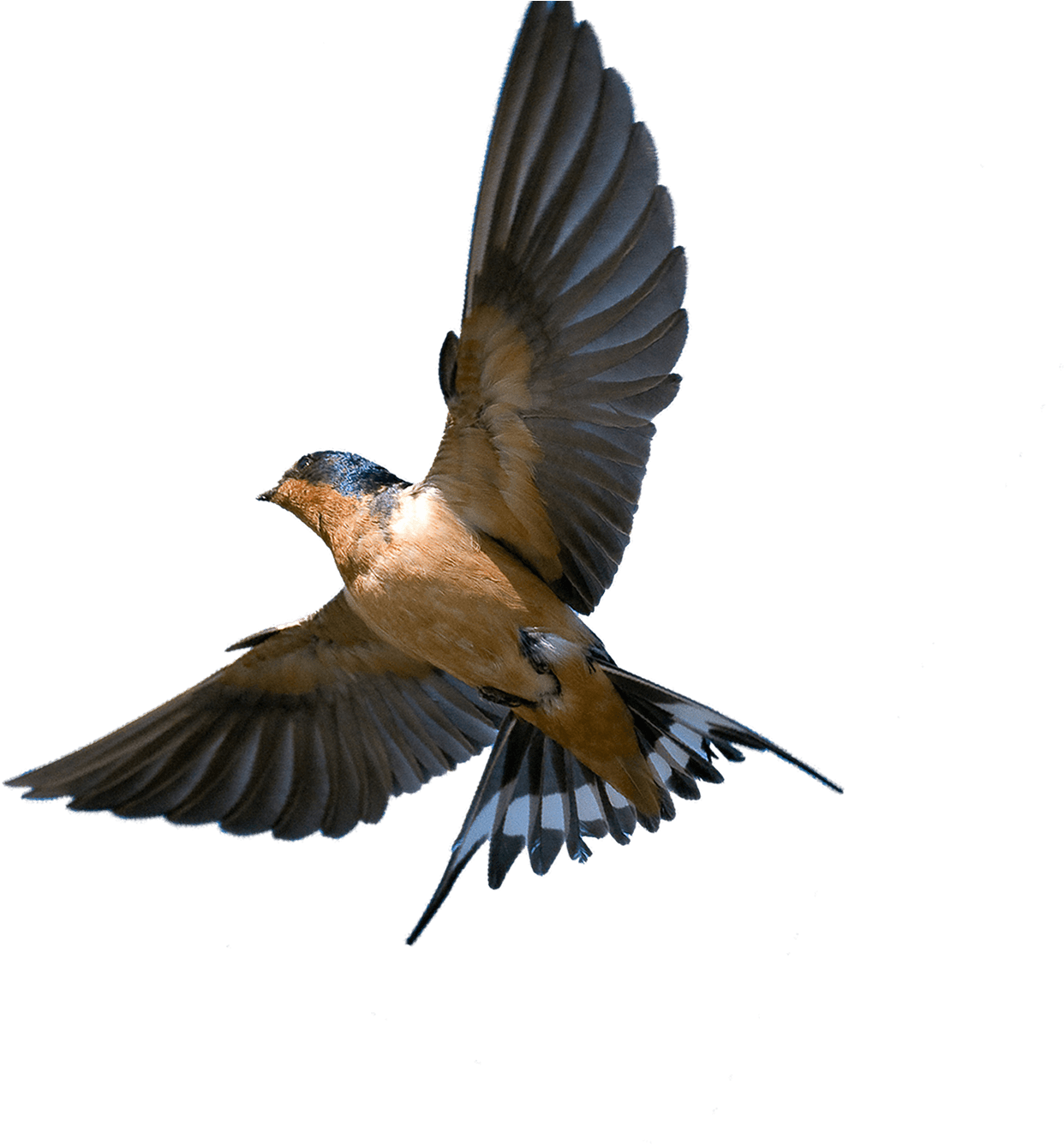 Barn Swallow Bird Png, Transparent - Transparent PNG Free Download | PNGio