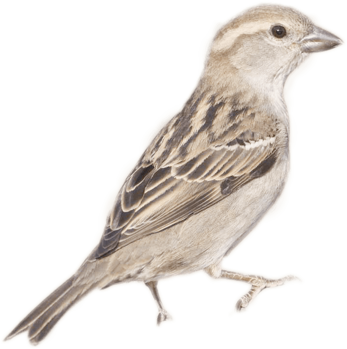 House Sparrow Female, HD Png Download - Transparent PNG Free Download | PNGio