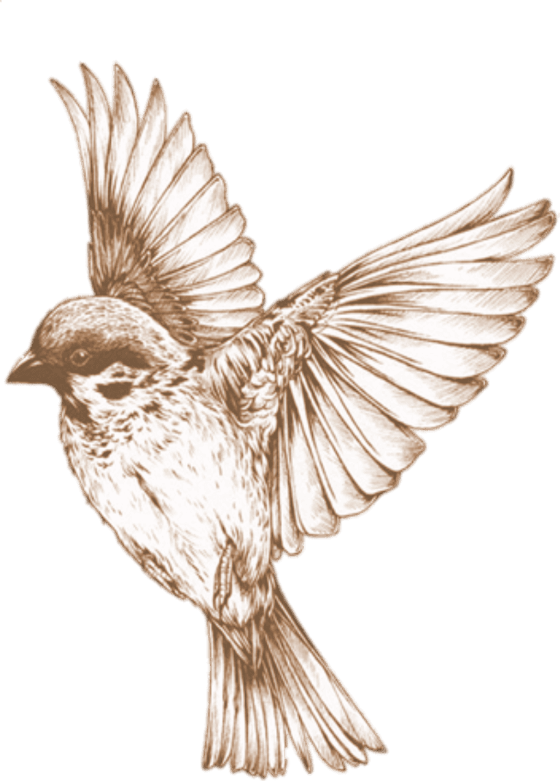 Hummingbird Clipart Sparrow - Bird Sketches Transparent, HD Png Download - Transparent PNG Free Download | PNGio