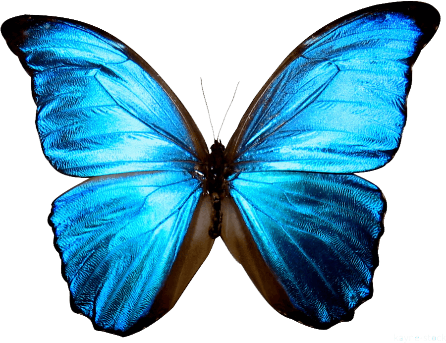 Clip Art Printable Google Search Butterflies - Transparent Background Blue Butterfly Png, Png Download - Transparent PNG Free Download | PNGio