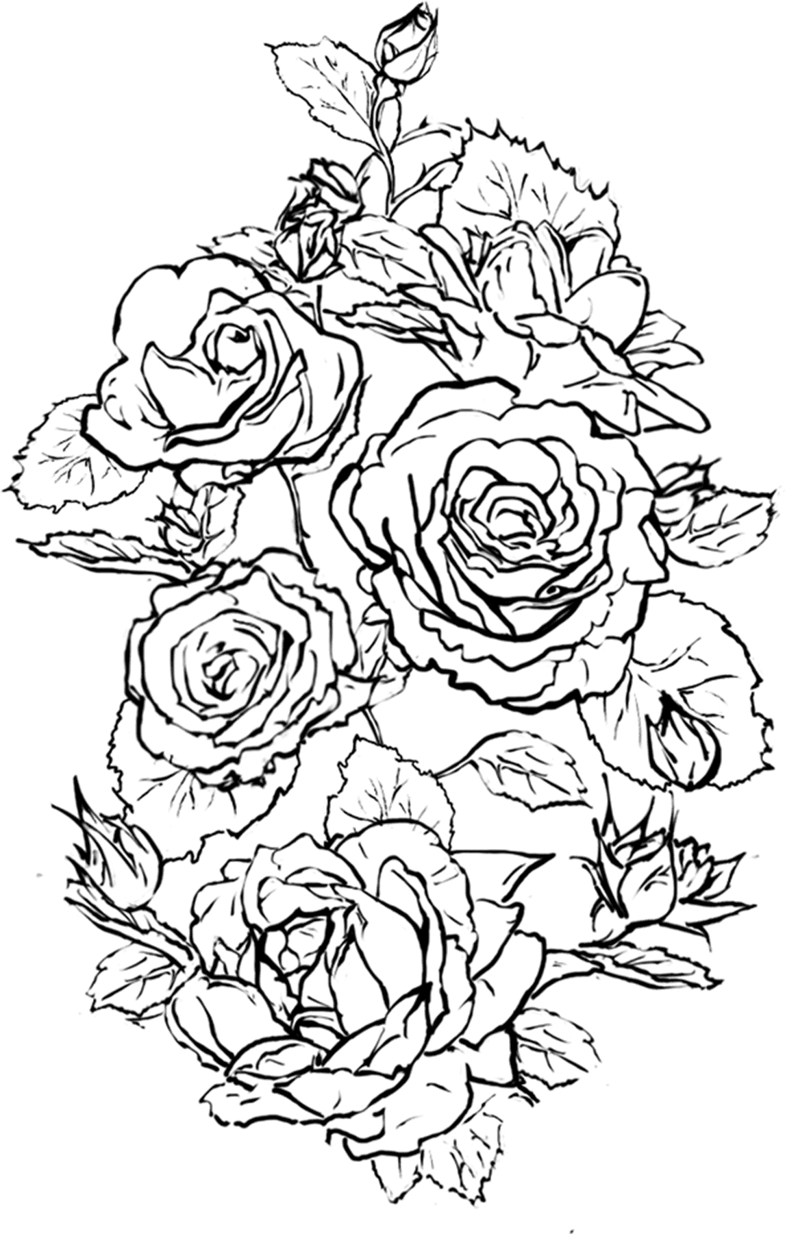 Floribunda, HD Png Download - Transparent PNG Free Download | PNGio