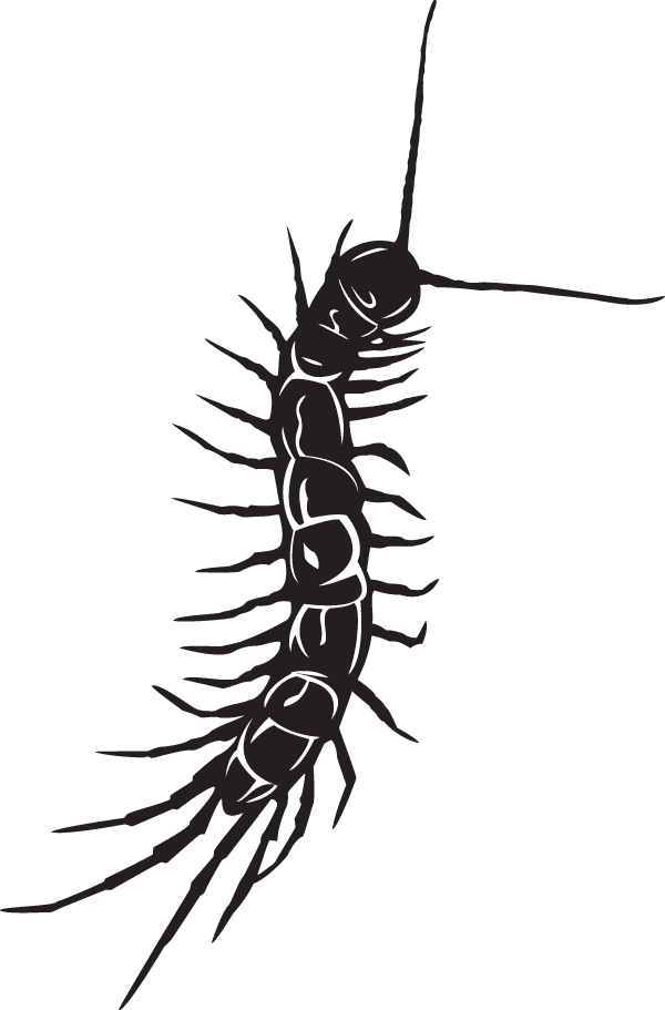 Centipede Black And White Tattoo , Png Download - Centipede Tattoo On Neck, Transparent - Transparent PNG Free Download | PNGio