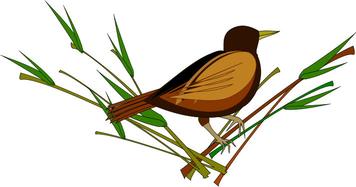 นกกระจอก การ์ตูน Png, Transparent - Transparent PNG Free Download | PNGio