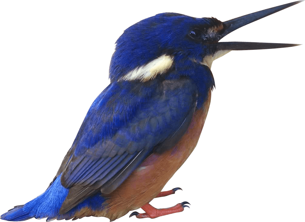 Songbird - Kingfisher Png, Transparent - Transparent PNG Free Download | PNGio