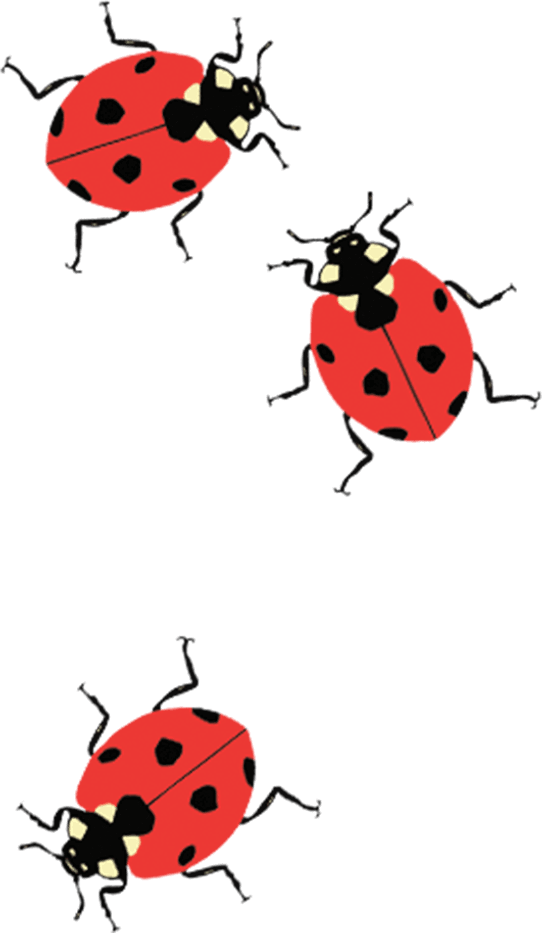 Tattoo Lady Bug Behind Ear, HD Png Download - Transparent PNG Free Download | PNGio