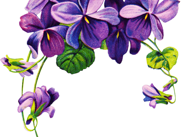 Transparent Leaf Outline Clipart - African Violet Flower Tattoo, HD Png Download - Transparent PNG Free Download | PNGio