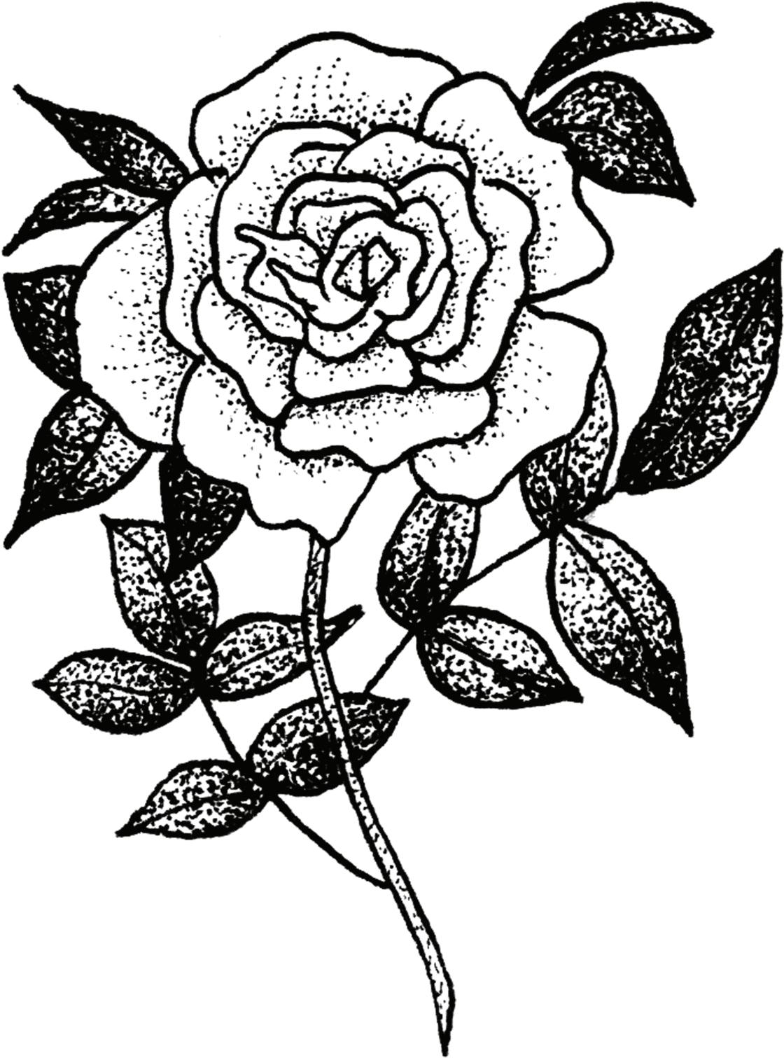 Sketch Of Flora And Fauna, HD Png Download - Transparent PNG Free Download | PNGio