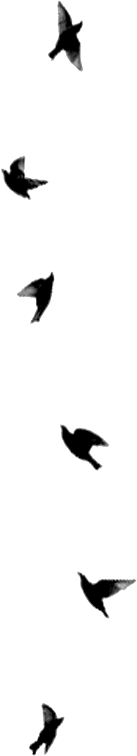 Transparent Sidebar Bird - Black Bird Tattoo Outline, HD Png Download - Transparent PNG Free Download | PNGio