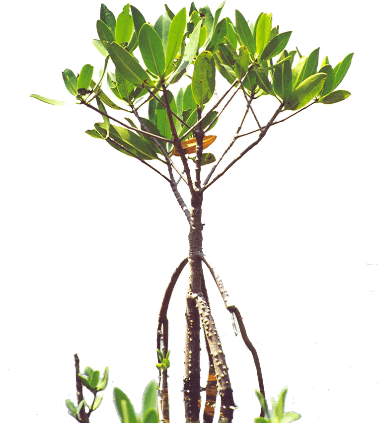 Mangroves - Florida - Poly - Mangrove Sapling , Png - Mangrove Tree Tattoo, Transparent - Transparent PNG Free Download | PNGio