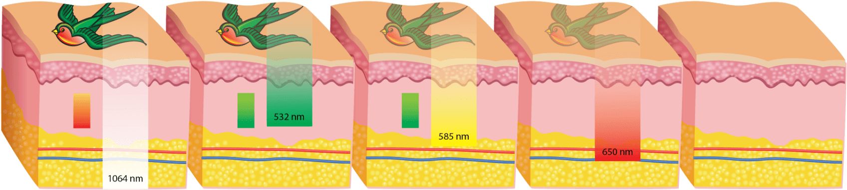 Crocodile, HD Png Download - Transparent PNG Free Download | PNGio