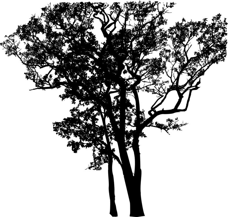 Plant,flower,oak - Eucalyptus Tree Black And White Tattoo, HD Png Download - Transparent PNG Free Download | PNGio