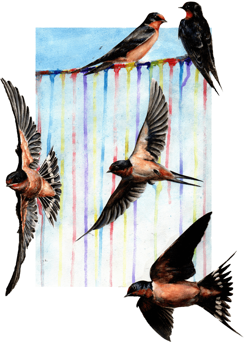 European Swallow, HD Png Download - Transparent PNG Free Download | PNGio