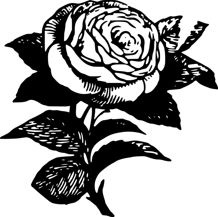 Black Rose Tattoo Transparent, HD Png Download - Transparent PNG Free Download | PNGio