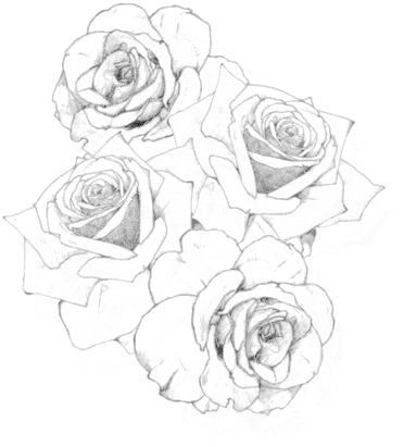 #rosas #rose #png #recursos #negro #black #black & - Rose Tattoo Png, Transparent - Transparent PNG Free Download | PNGio