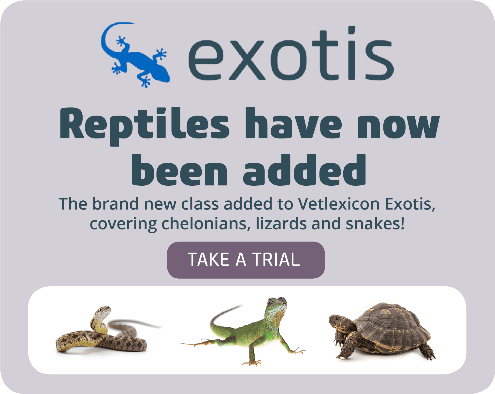 Exotis Issn 2398-2985 - Gecko Tattoo, HD Png Download - Transparent PNG Free Download | PNGio