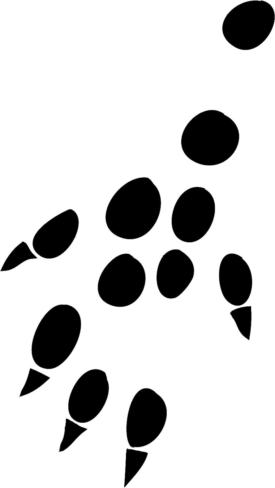 Transparent Tiger Paw Print Png - Paw, Png Download - Transparent PNG Free Download | PNGio