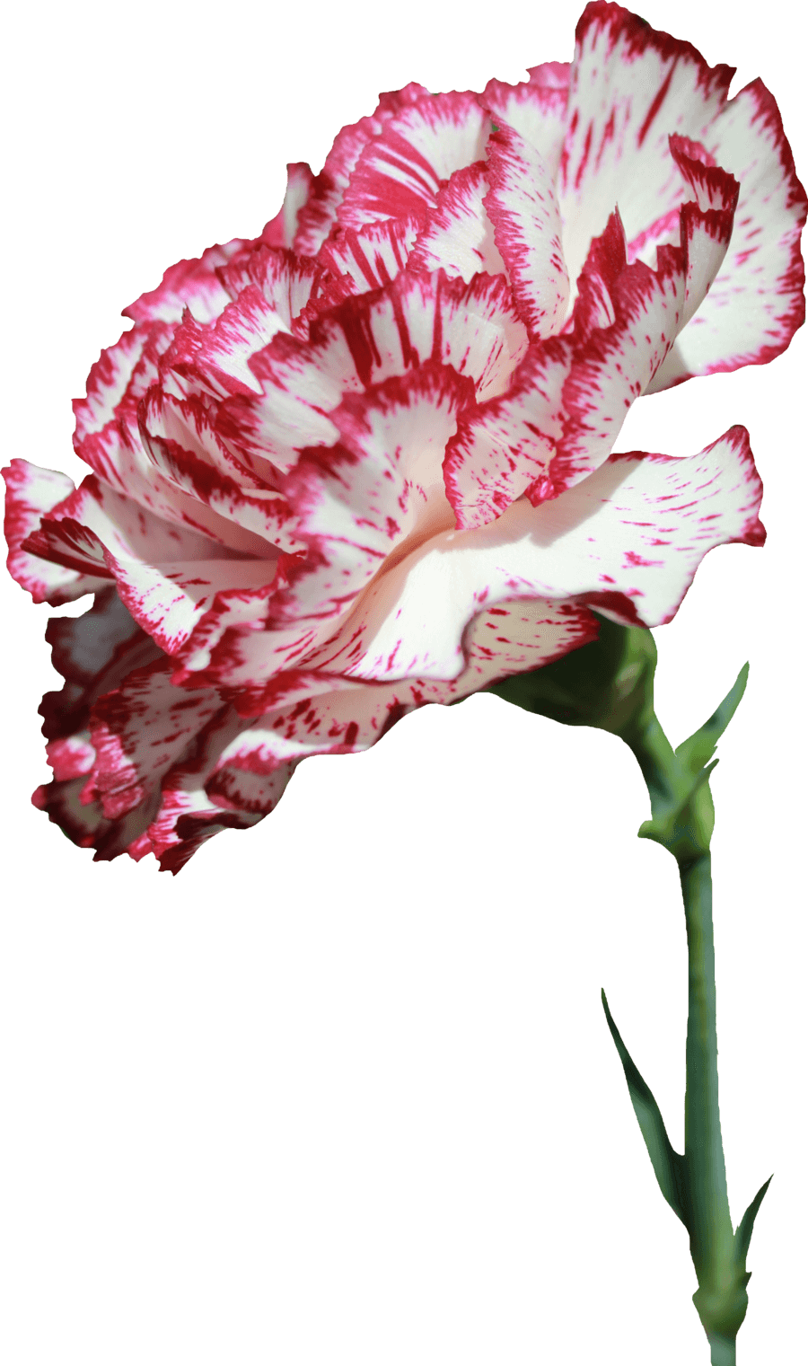 Clip Art Carnation Flower Tattoo - Carnation Flower Png Transparent, Png Download - Transparent PNG Free Download | PNGio