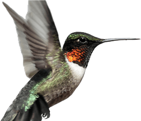 Hummingbird Tattoos Png Transparent Images - Ruby Throated Hummingbird Png, Png Download - Transparent PNG Free Download | PNGio