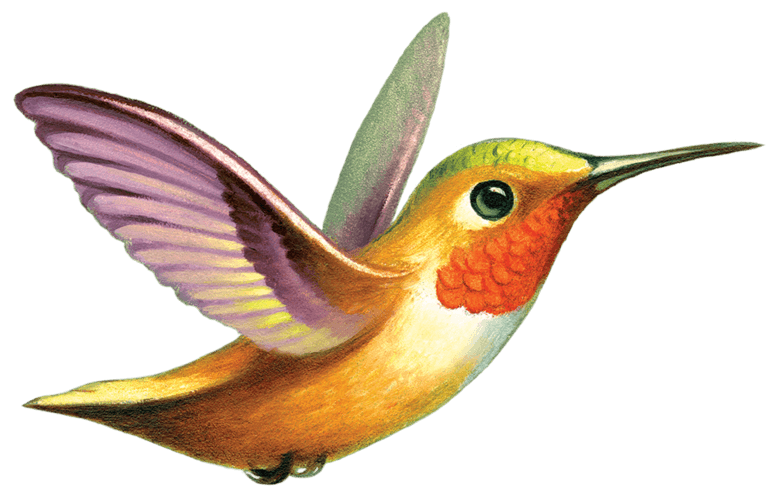 Ruby-throated Hummingbird Tattly Tattoo - Hummingbird Gif Png, Transparent - Transparent PNG Free Download | PNGio