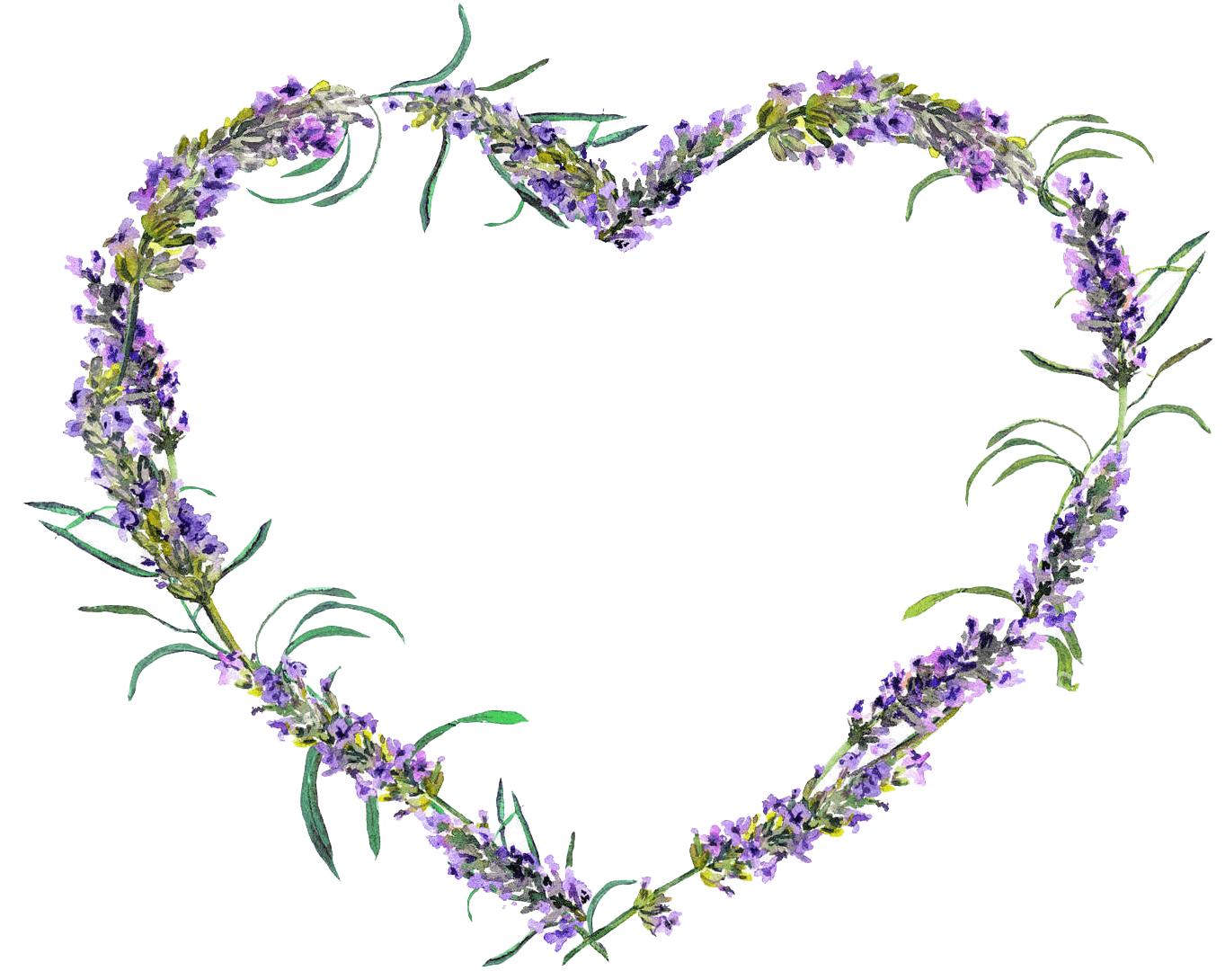 Transparent Lavender Wreath Clipart - Lavender Flower In Heart Shape, HD Png Download - Transparent PNG Free Download | PNGio