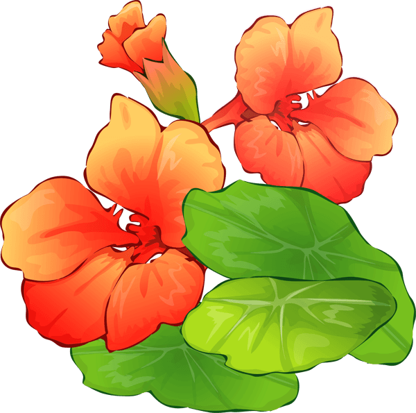 Summer Clip Art - Free Summer Flowers Clipart - Free Transparent PNG Clipart Images Download. - Transparent PNG Free Download | PNGio