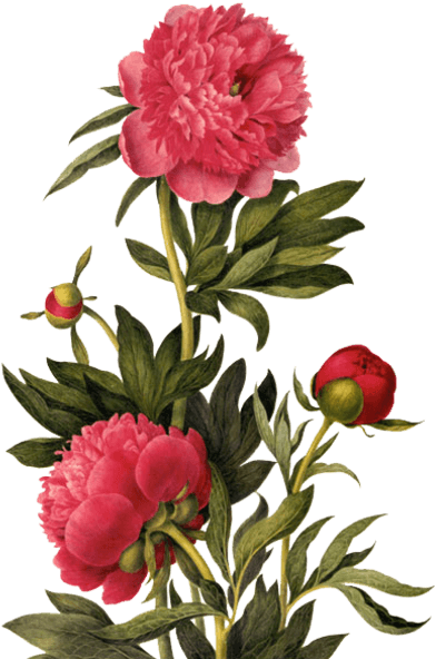 Publicat De Eu Ciresica La - Earrings "small Summer Flowers" Cabochons Red - Free Transparent PNG Clipart Images Download. - Transparent PNG Free Download | PNGio