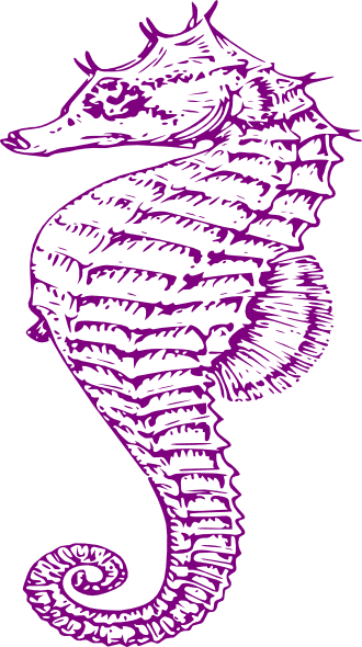 Purple Seahorse Clip Art - Seahorse ~ The Summer Series Canvas Print - Small - Free Transparent PNG Clipart Images Download. - Transparent PNG Free Download | PNGio