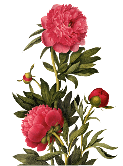 Pivoine / Dahlia / Etc - Earrings "small Summer Flowers" Cabochons Red - Free Transparent PNG Clipart Images Download. - Transparent PNG Free Download | PNGio