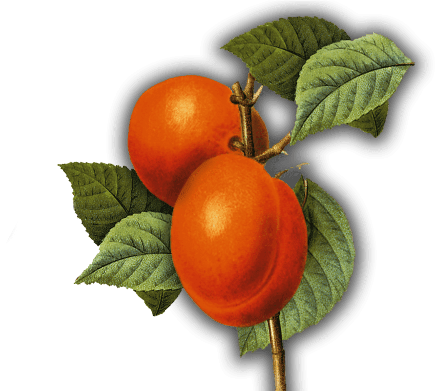 Genuss-tipp - Art Print: Ophelia & Co.'s Summer Fruit 3, 33x33cm. - Free Transparent PNG Clipart Images Download. - Transparent PNG Free Download | PNGio