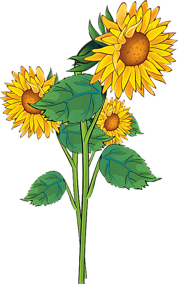 Grab This Free Summer Flower Clip Art - Sunflower Clipart - Free Transparent PNG Clipart Images Download. - Transparent PNG Free Download | PNGio