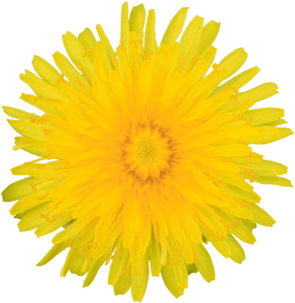 Dandelion Yellow Summer Flower Visible Center Layered - Dandelion Clipart No Background - Free Transparent PNG Clipart Images Download. - Transparent PNG Free Download | PNGio