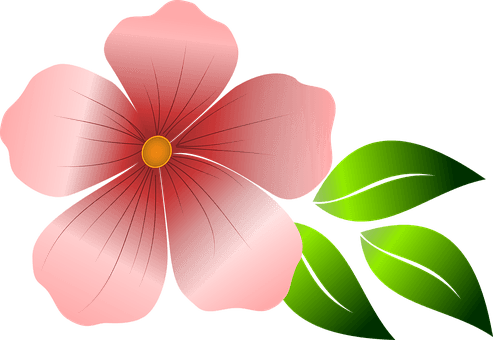 Flower, Pink Flower, Spring, Summer - Flores Rosadas Vectores Png - Free Transparent PNG Clipart Images Download. - Transparent PNG Free Download | PNGio