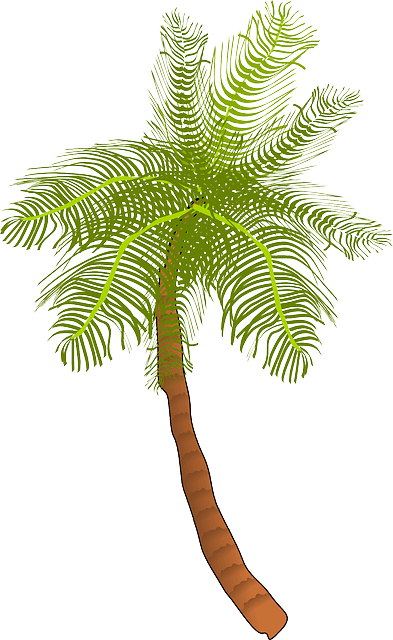 Palm, Tree, Ocean, Summer, Vacation, Beach, Palm Leaf - Coconut Tree Clip Art - Free Transparent PNG Clipart Images Download. - Transparent PNG Free Download | PNGio