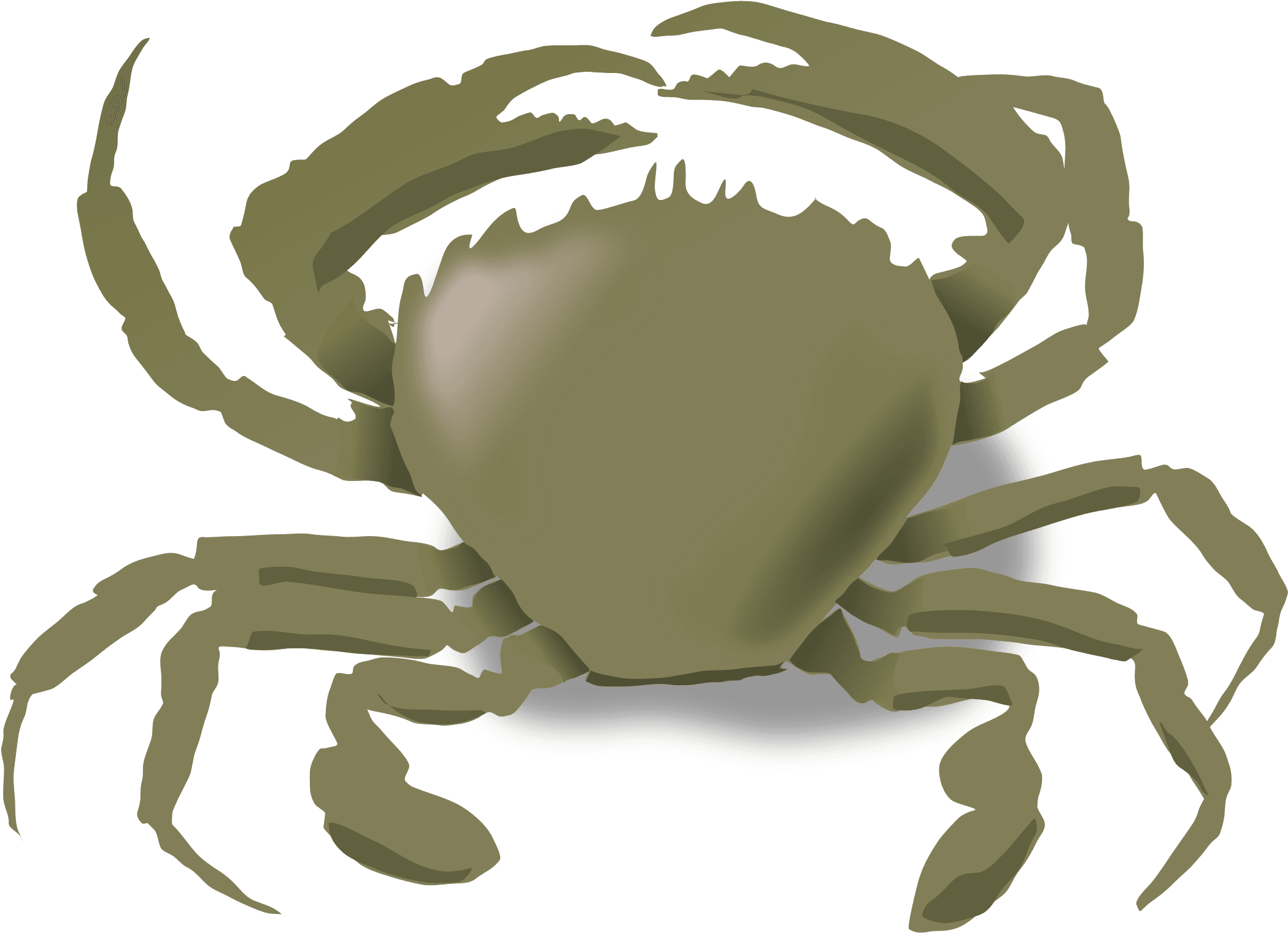 Crabs, Summer, Beach, Animals, Crab, Sea Life, Food, - Animals Live In Water And Land - Free Transparent PNG Clipart Images Download. - Transparent PNG Free Download | PNGio