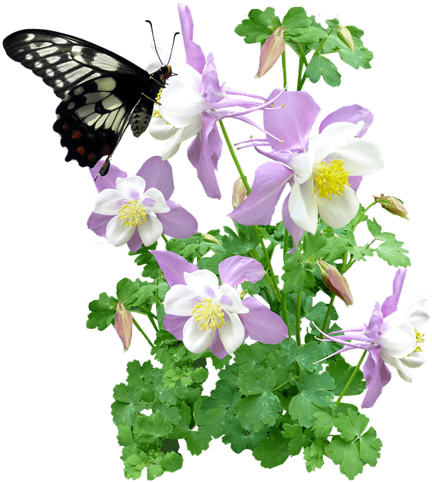 Butterfly, Insect, Flowers, Summer - Music Recital Programs - Free Transparent PNG Clipart Images Download. - Transparent PNG Free Download | PNGio